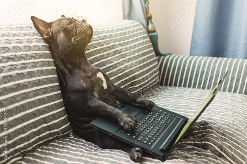 Photography Dogs are using laptops with a weary look
