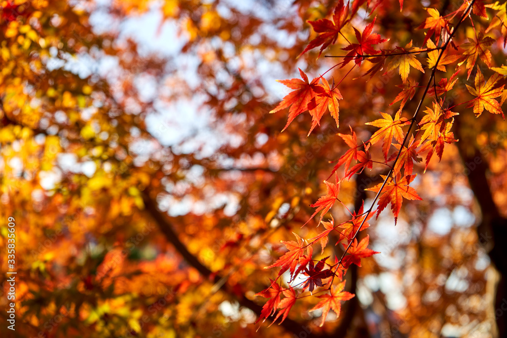 Colorful autumn maple leaves under sunset light Colorful autumn maple leaves under sunset light