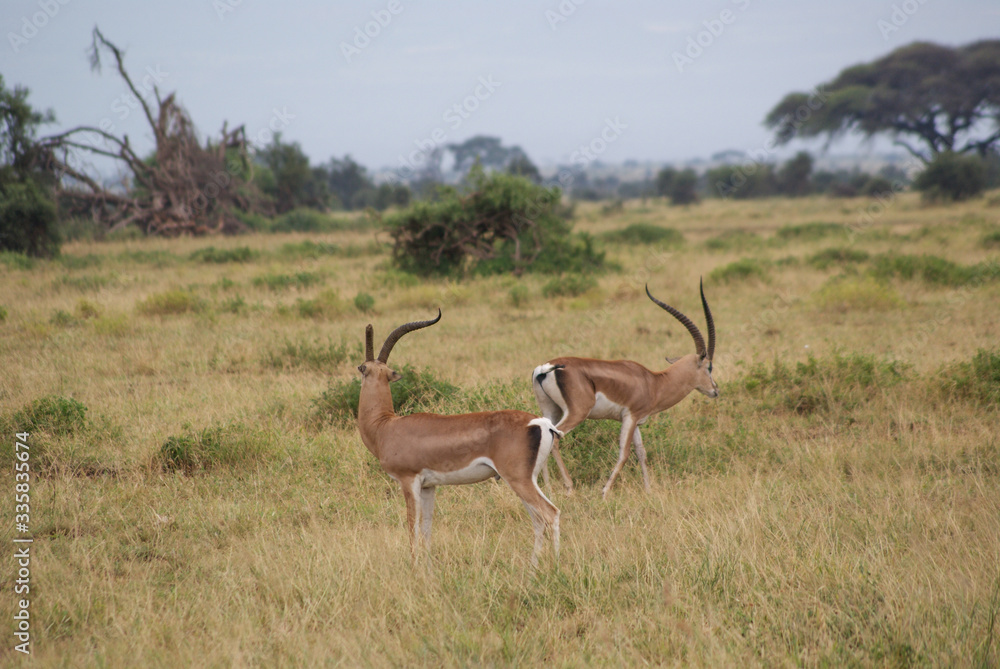 Fototapeta premium Antelope in national park Amboseli, Kenya