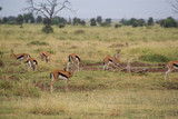 Antelope  in national park Amboseli, Kenya