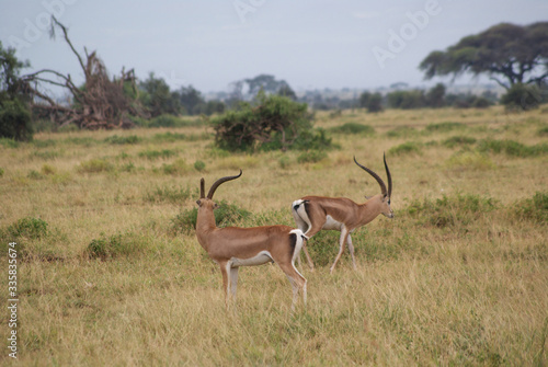 Antelope in national park Amboseli, Kenya