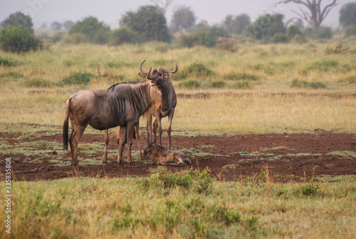 Buffalo  in national park Amboseli  Kenya