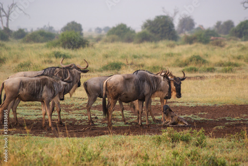 Fototapeta Naklejka Na Ścianę i Meble -  Buffalo  in national park Amboseli, Kenya
