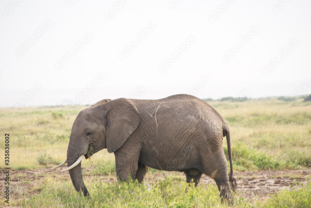 Elephants  in national park Amboseli, Kenya