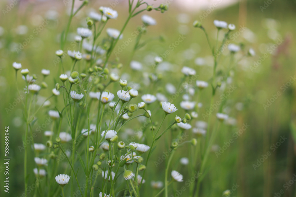 chamomile meadow chamomile meadow