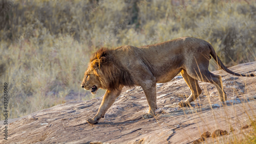 African lion male going down a rock in Kruger National park, South Africa ; Specie Panthera leo family of Felidae African lion male going down a rock in Kruger National park, South Africa ; Specie Panthera leo family of Felidae
