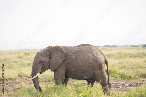 Elephants  in national park Amboseli  Kenya