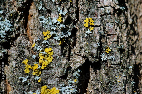 lichen on bark © Станислав 