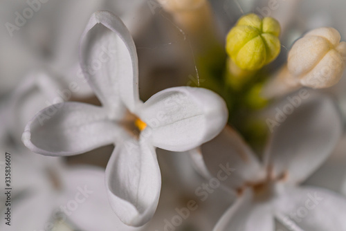 Syringa vulgaris - Lilo