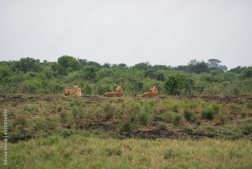 Lioness  in national park Tsavo, Kenya