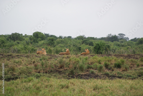 Lioness  in national park Tsavo  Kenya