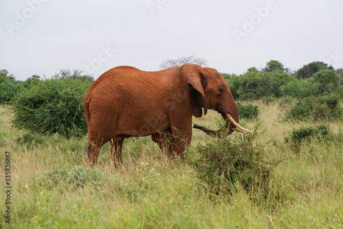 Elephants in national park Tsavo, Kenya