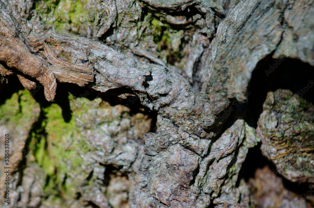 old tree bark old tree bark