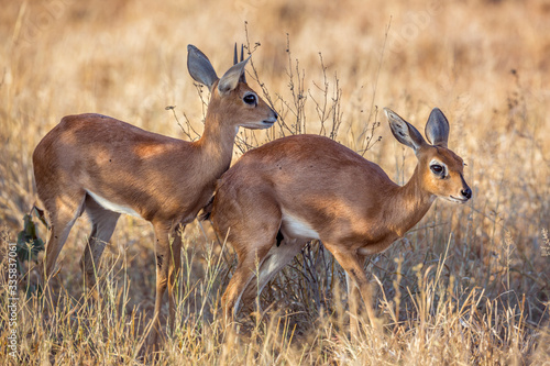 Couple of Steenboks in dry savannah in Kruger National park, South Africa ; Specie Raphicerus campestris family of Bovidae photo