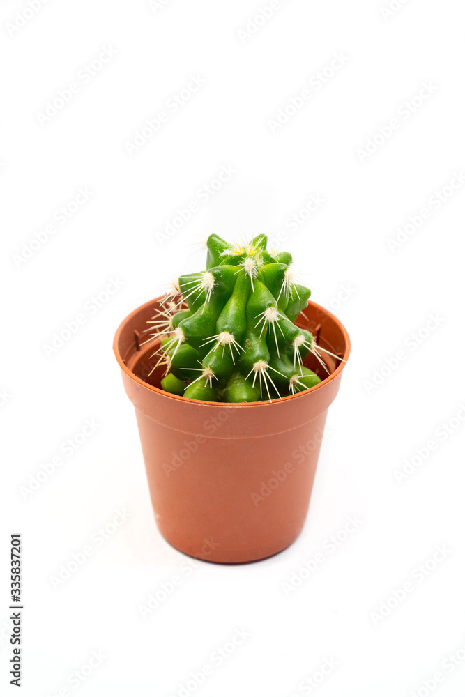 Naklejka premium small green cactus in brown pot. isolate on white.