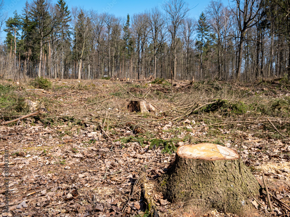 Waldsterben Borkenkäfer Waldschäden in Deutschland