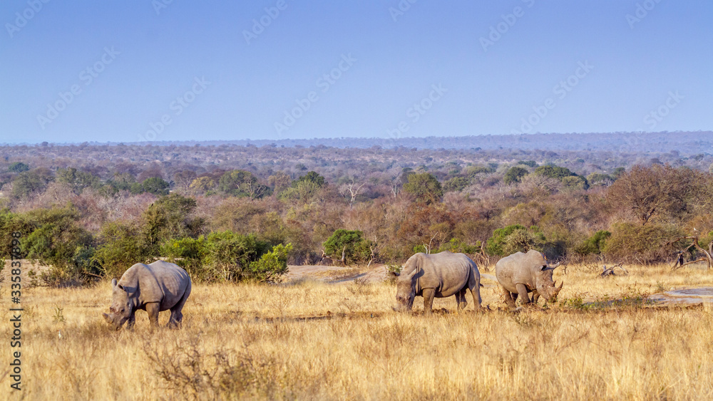 Southern white rhinoceros in Kruger National park, South Africa Southern white rhinoceros in Kruger National park, South Africa