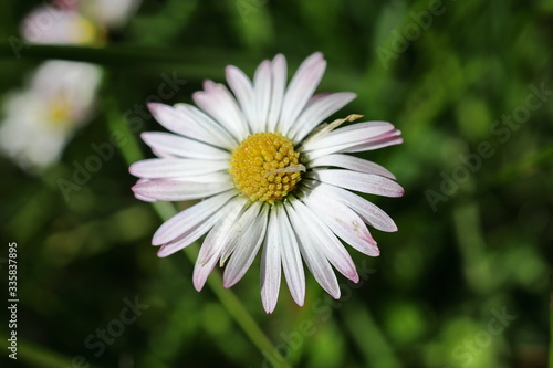 daisy in the grass