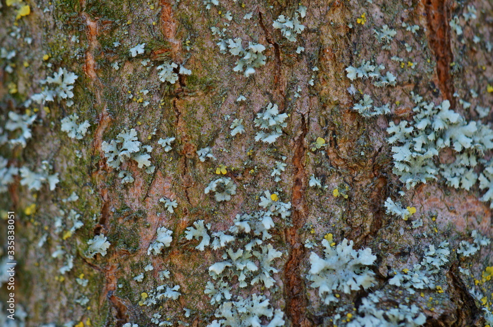 lichen on tree bark lichen on tree bark