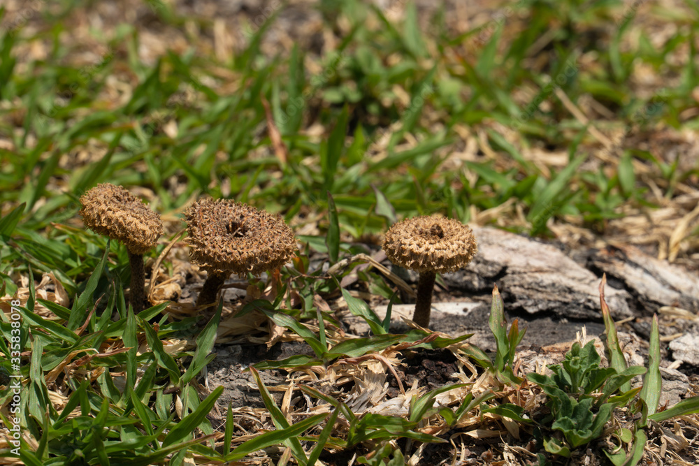 Mushrooms that grow on the roots of trees and green grass that is dry. Mushrooms that grow on the roots of trees and green grass that is dry.