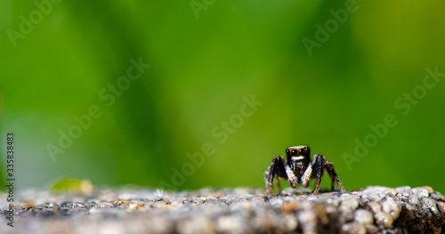 Quadro em tela petite araignée