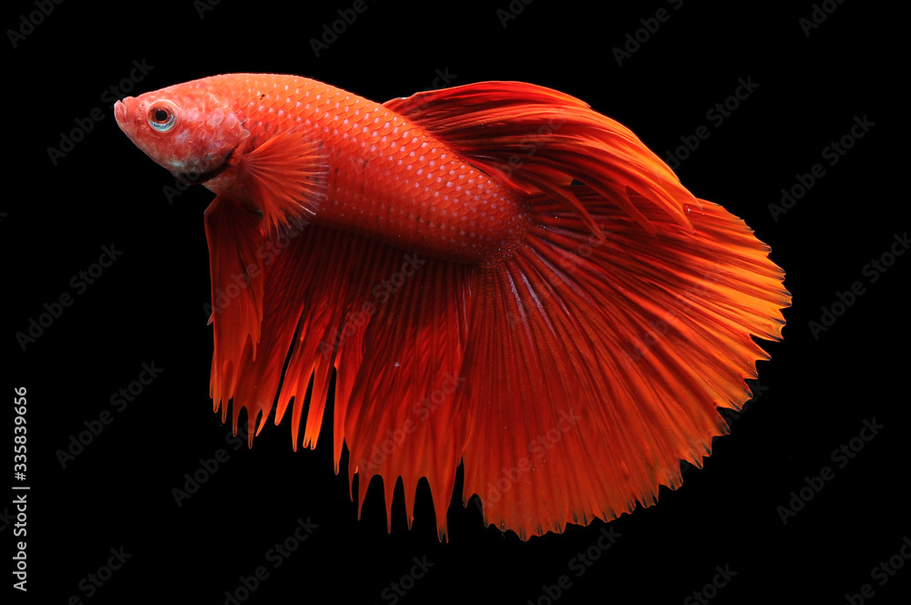 Betta fish, siamese fighting fish, betta splendens isolated on black background,
fish on black background, Multi color Siamese fighting fish, Betta fish, siamese fighting fish, betta splendens isolated on black background,
fish on black background, Multi color Siamese fighting fish,