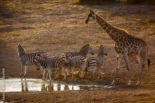 Plains zebra and giraffe in Kruger National park  South Africa