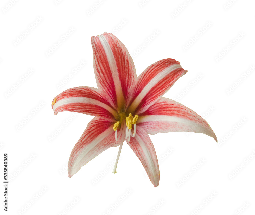 Naklejka premium Hippeastrum (Amaryllis ) Butterfly Group 