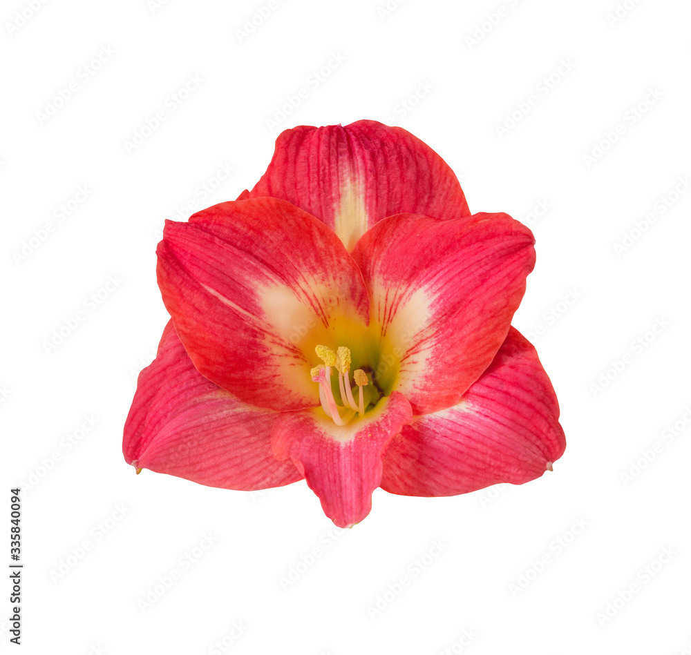Hippeastrum 'Tres Belle' on white background isolated Hippeastrum 'Tres Belle' on white background isolated