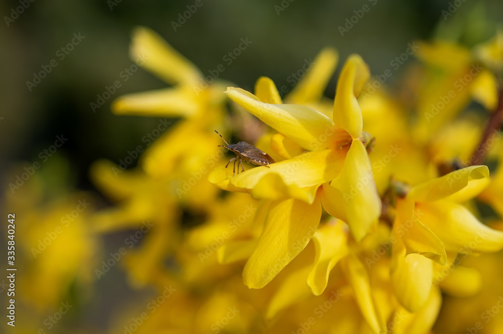 Brown Marmorated stink bug on coreopsis flower Brown Marmorated stink bug on coreopsis flower