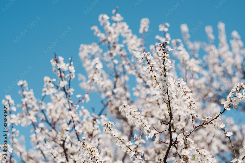 a beautiful white tree bloomed in spring