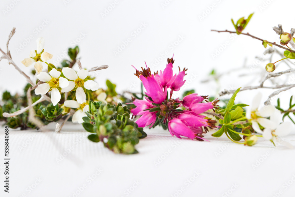 spring flowers spring flowers