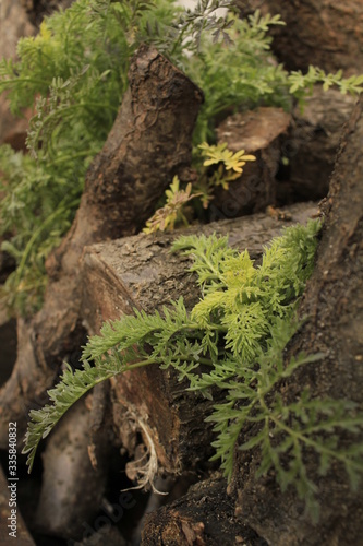 tree in the forest