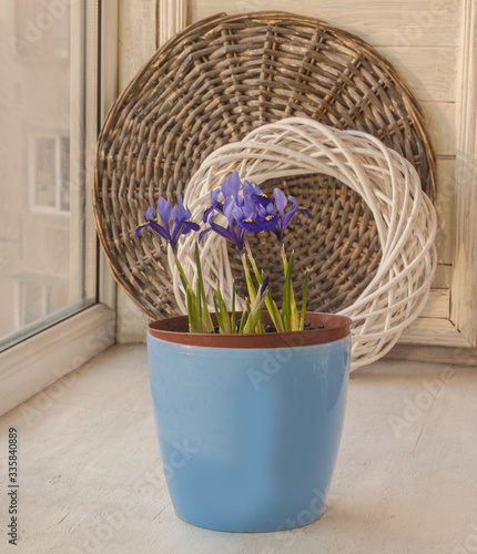 Blossoming  Iridodictyum in a blue pot photo