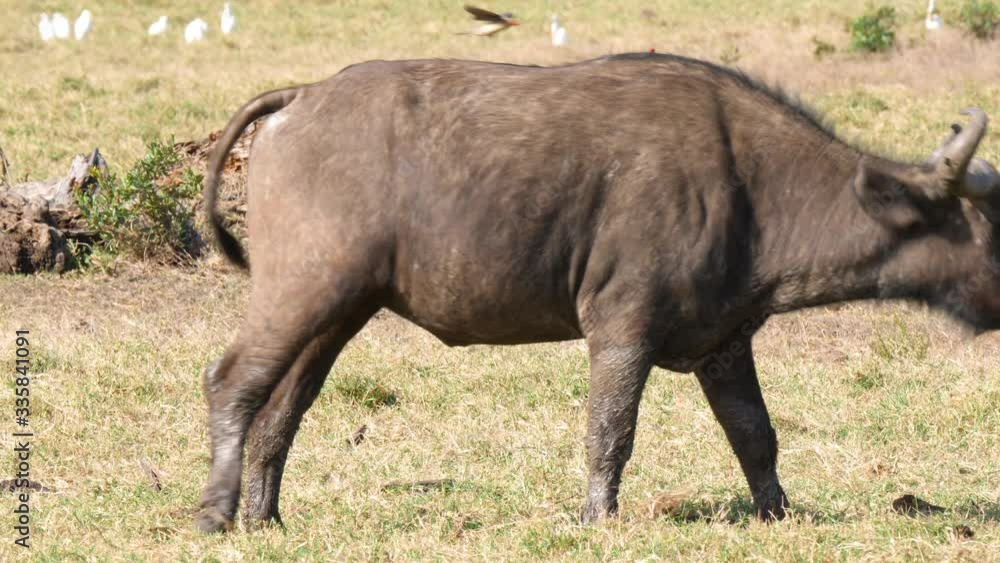 A Cape Buffalo excreting dung as a oxpecker watches and one on its back A Cape Buffalo excreting dung as a oxpecker watches and one on its back