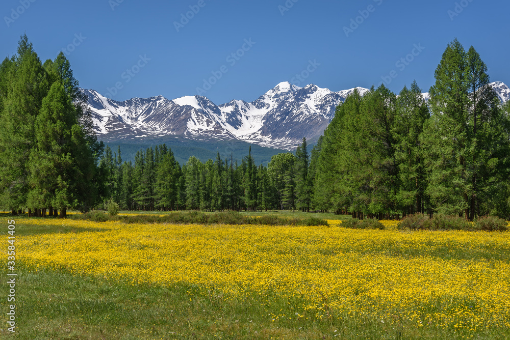 mountains flowers buttercups meadow forest