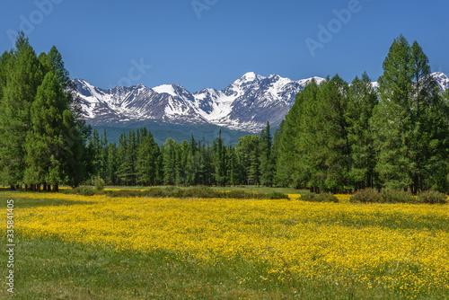 mountains flowers buttercups meadow forest
