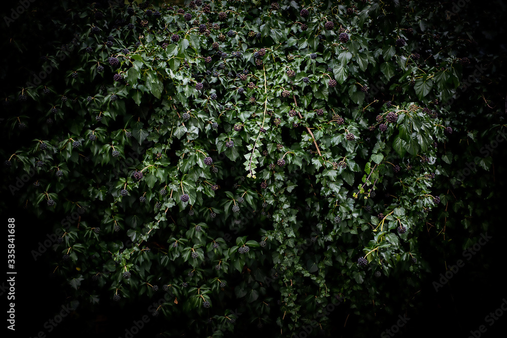 Fototapeta premium Cold scary tones over bush in dark green tones