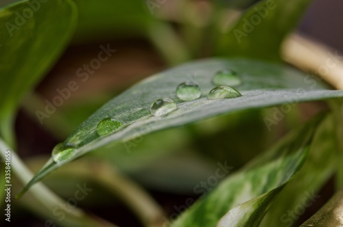 Water drops on a leaf of a plant in macro view