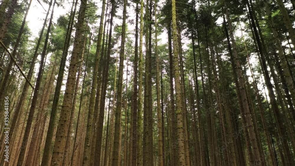 Flying with different speed between conifer trees in sunny forest landscape. Flying with different speed between conifer trees in sunny forest landscape.