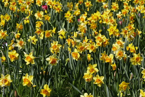 Fototapeta Naklejka Na Ścianę i Meble -  Yellow daffodils in a public park in the spring