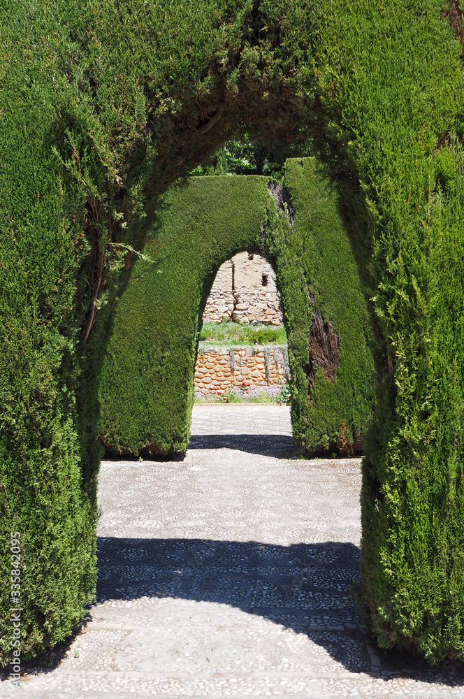 The passage of the artificial plant green cedar arches in the old park on the sunny summer day