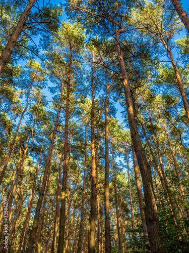 Fototapeta Naklejka Na Ścianę i Meble -  drzewa na tle nieba