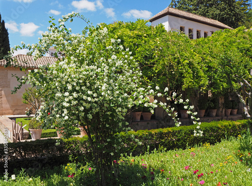 The flowering bush with white flowers in the old garden on the sunny summer day