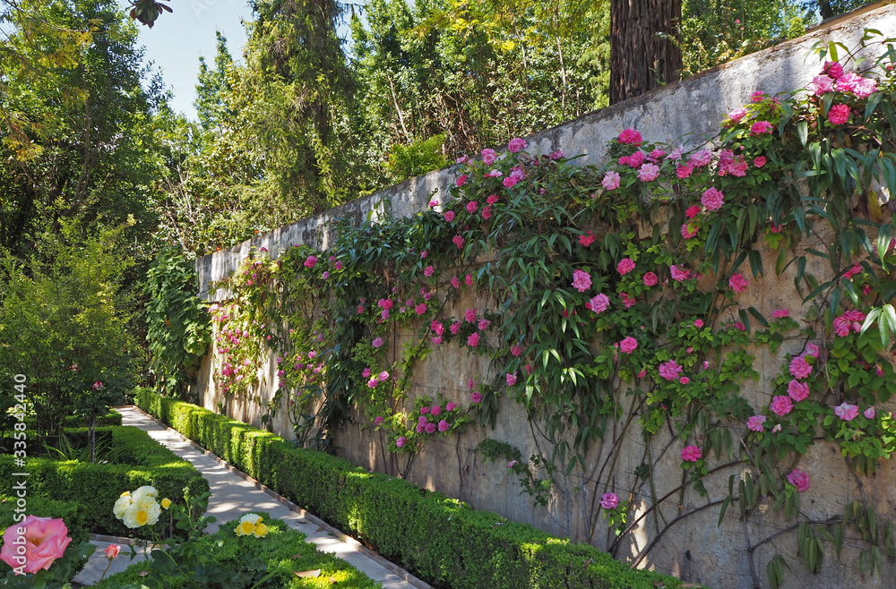 The stone wall with pink roses in the old park on the sunny summer day