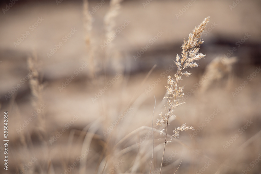 grass in autumn grass in autumn