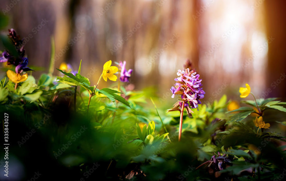Beautiful optimistic inspirational landscape with flowers of gray and yellow anemone in the forest. Vintage style. (courtship, couple - concept)