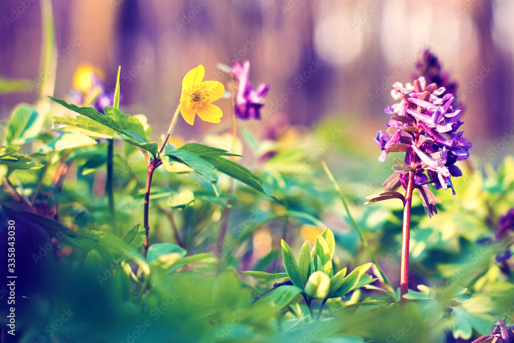 Beautiful optimistic inspirational landscape with flowers of gray and yellow anemone in the forest. Vintage style. (courtship, couple - concept)