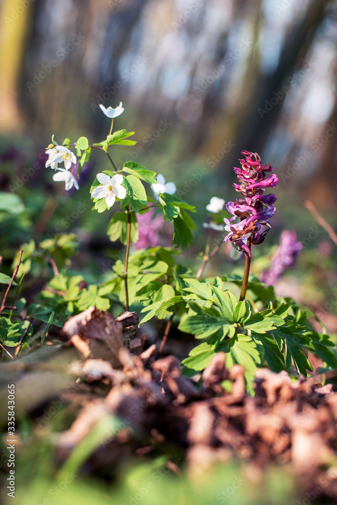 Abstract spring landscape with primroses in the forest