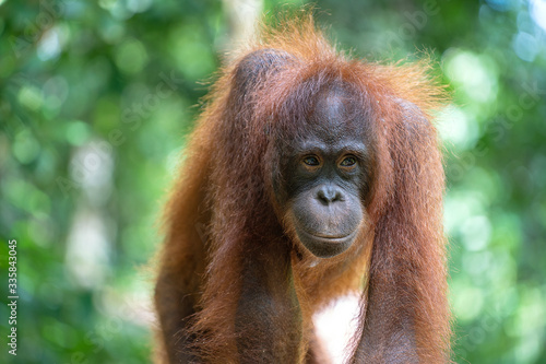 Wild orangutan in rainforest of Borneo, Malaysia. Orangutan mounkey in nature